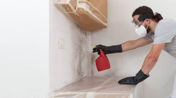 Professional Black Mold Removal technician working in Argyle, TX