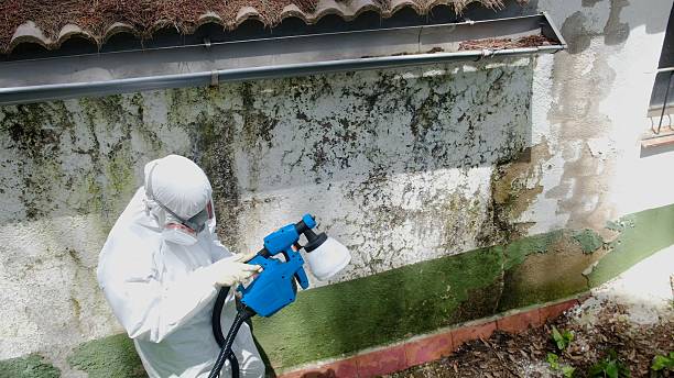 Trusted Commercial Mold Remediation service in Argyle, TX - Cheap Mold Removal